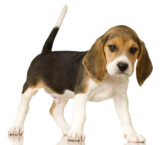 Get white beagle pics
